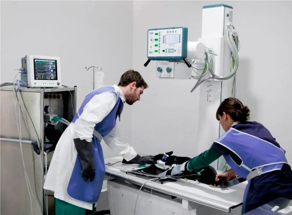 Ecocardiograma veterinário