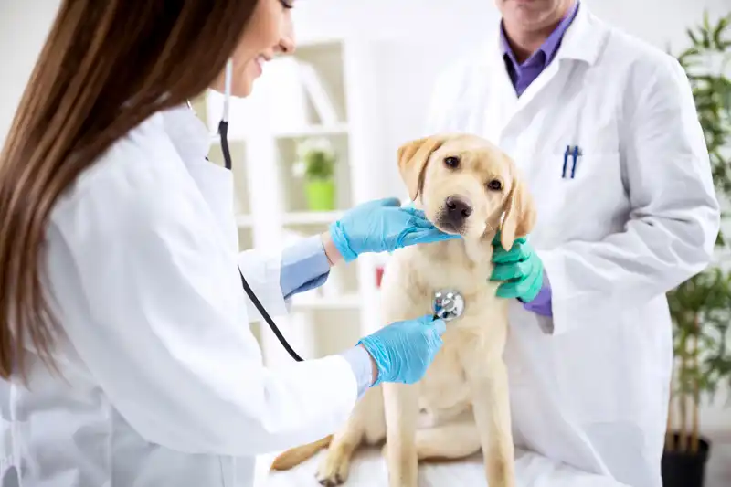 Ecocardiograma veterinário preço