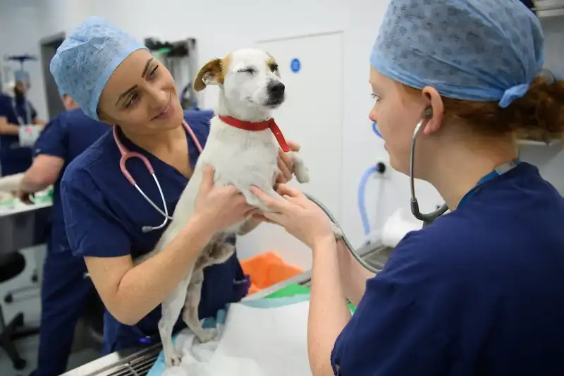 Nefrologia e urologia veterinária